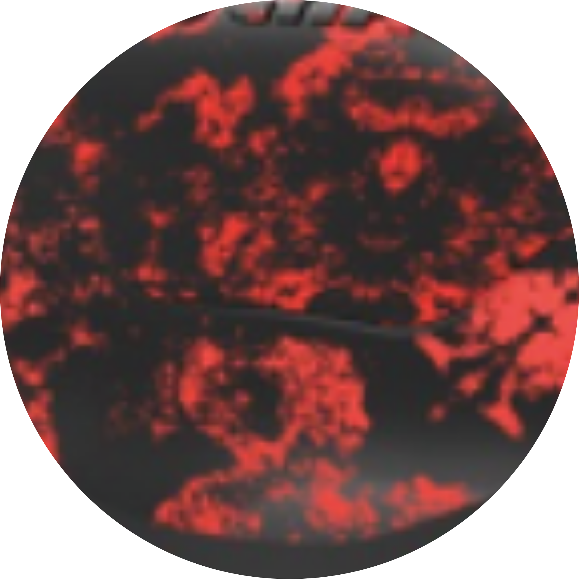 Rouge camo