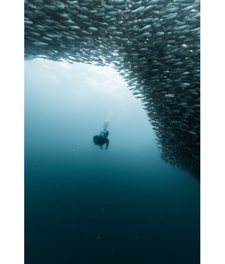 To enjoy and protect the sea